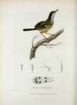 Prinia familiaris.