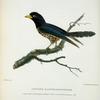 Cuculus xanthorhynchus.