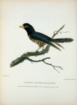 Cuculus xanthorhynchus.