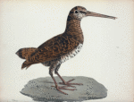 Scolopax saturata.