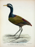Parra superciliosa.