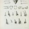 Plate of illustrations to the first number of Zoological researches in Java, &c.