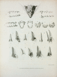 Plate of illustrations to the first number of Zoological researches in Java, &c.