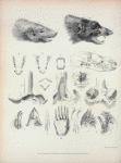 Explanation of the plate of illustrations to the second number of  Zoological researches in Java, &c.