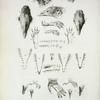 Explanation of the plate of illustrations to the third number of  Zoological researches in Java, &c.