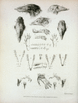 Explanation of the plate of illustrations to the third number of  Zoological researches in Java, &c.