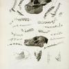 Explanation of the plate of illustrations to the fourth number of  Zoological researches in Java, &c.