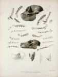 Explanation of the plate of illustrations to the fourth number of  Zoological researches in Java, &c.