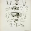 Explanation of the plate of illustrations to the fifth number of  Zoological researches in Java, &c.