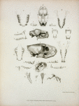 Explanation of the plate of illustrations to the fifth number of  Zoological researches in Java, &c.