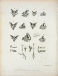 Explanation of the plate of illustrations to the seventh number of  Zoological researches in Java, &c.