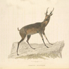 Cervus Muntjak.