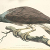 Falco Ichthyætus.