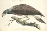 Falco Ichthyætus.