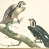 Falco cærulescens.