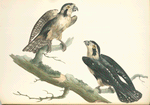 Falco cærulescens.
