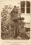 Chuchelo medvedia, ubitago v Kargopol'skom uezde, v 1877 godu i prinadlezhashchago Olonetskomu gubernatoru Grigor'evu