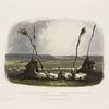 Opfer der Mandan Indianer. Offrande des Indiens Mandans. Offering of the  Mandan Indians.