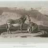 Zebra.