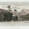 Betel Tree.