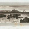 Turtle.