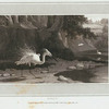 Egret.