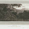 Mangrove.