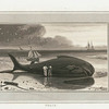 Whale.