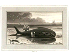 Whale.