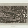 Crocodile.