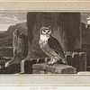 Great Eared Owl.