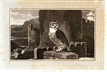Great Eared Owl.