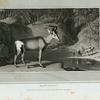 Hartebeest.