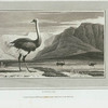 Ostrich.
