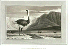 Ostrich.