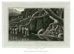 African birds' nests. [Pl. 1]