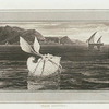 Paper Nautilus.