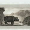Hippopotamus.