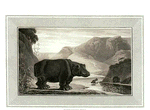 Hippopotamus.