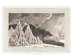 White Ant's nest.