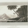 Cocoa-nut Tree.