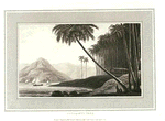 Cocoa-nut Tree.