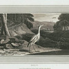 Heron.