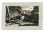 Heron.