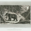 Bear.