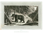 Bear.