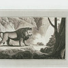 Lion.