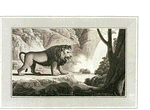 Lion.