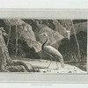 Numidian Crane.