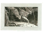 Numidian Crane.